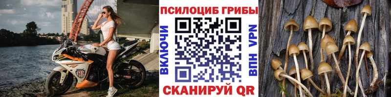 Псилоцибиновые грибы Psilocybine cubensis  Сортавала 
